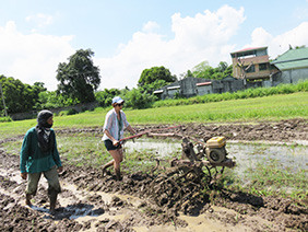 plowing a rice field