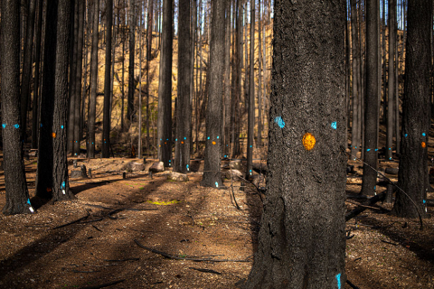 Trees marked with blue and orange dots